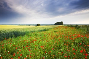 Wild Poppies growing in a field near West Dean, Wiltshire, England. Summer (July) 2009 Wild Poppies growing in a field near West Dean, Wiltshire, England. Summer (July) 2009