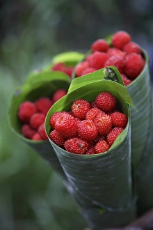 Wild raspberries held in the leaf of a Porcelaine Rose Wild raspberries held in the leaf of a Porcelaine Rose