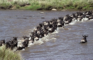 Wildebeest Crossing Mara River Prints: Wildebeest