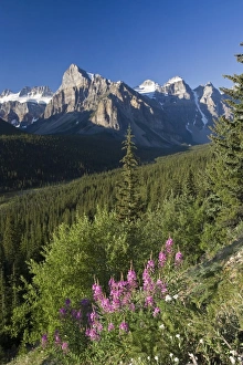 Wildflowers and Valley of 10 Peaks (Wenkchemna Peaks) at sunrise Wildflowers and Valley of 10 Peaks (Wenkchemna Peaks) at sunrise