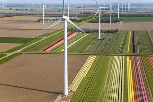Wind turbines & tulip fields, N. Holland, Netherlands Wind turbines & tulip fields, N. Holland, Netherlands