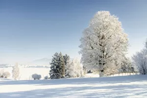 Allgeau Alps Collection: Winter landscape with hoarfrost trees, near Fuessen, Allgeau Alps, Alps, Allgeau