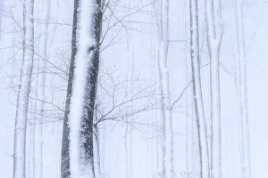 Winter trees in a snowy forest Passo Radici, Italy Winter trees in a snowy forest Passo Radici, Italy