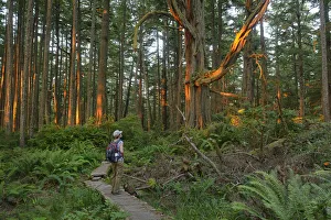 Woman admiring the forest at Cape Alava, Olympic National Park, Clallam County, Washington Woman admiring the forest at Cape Alava, Olympic National Park, Clallam County, Washington