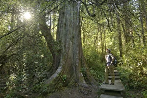 Images Dated 6th December 2012: Woman hiker standing in Forest at Cape Alava, Olympic National Park, Clallam County