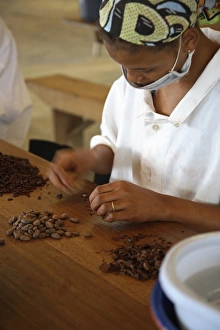 A woman peels the skins away from cocoa beans A woman peels the skins away from cocoa beans