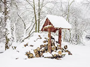 Wooden logs in the forest by the Zemborzycki Lake at snowstorm, Lublin Wooden logs in the forest by the Zemborzycki Lake at snowstorm, Lublin