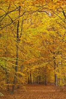 Woods in autumn time, Surrey, England, UK Woods in autumn time, Surrey, England, UK