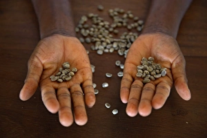 A worker from the plantation Roca Nova Moka A worker from the plantation Roca Nova Moka