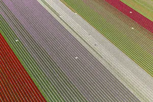 Worker in tulip fields, North Holland, Netherlands Worker in tulip fields, North Holland, Netherlands