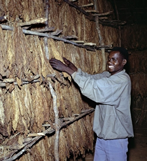 A workman attends to tobacco leaves curing on racks A workman attends to tobacco leaves curing on racks