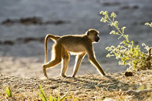Yellow baboon walking, Ruaha National Park, Tanzania Yellow baboon walking, Ruaha National Park, Tanzania