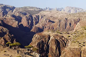 Yemen, Socotra, Dixam Plateau. Dragon Blood Trees Yemen, Socotra, Dixam Plateau. Dragon Blood Trees