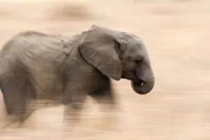 Young Elephant walking in Tarangire National Park, Tanzania Young Elephant walking in Tarangire National Park, Tanzania