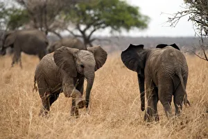 Two young elephants face off, in Tarangire, Tanzania Two young elephants face off, in Tarangire, Tanzania