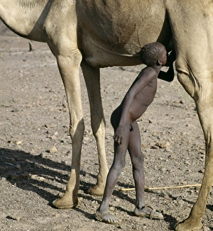 A young Turkana herdsboy sneaks a drink of milk straight A young Turkana herdsboy sneaks a drink of milk straight