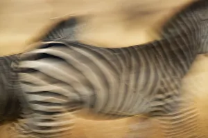 Zebra walking in Tarangire National Park, Tanzania Zebra walking in Tarangire National Park, Tanzania