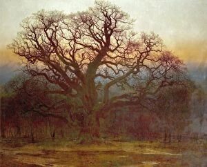 Fine arts Collection: Major Oak, Sherwood Forest, Nottinghamshire