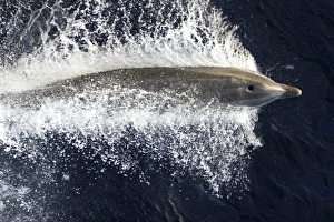 Adult bottlenose dolphin (Tursiops truncatus) bow riding the National Geographic Endeavour in the waters surrounding St Adult bottlenose dolphin (Tursiops truncatus) bow riding the National Geographic Endeavour in the waters surrounding St