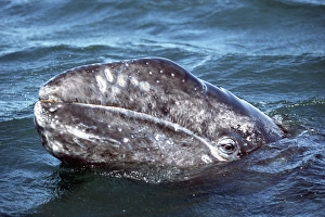 Adult Gray Whale, Eschrichtius robustus, eye detail, San Ignacio Lagoon, Baja, Mexico Adult Gray Whale, Eschrichtius robustus, eye detail, San Ignacio Lagoon, Baja, Mexico