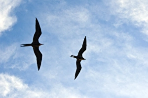 Adult male magnificent frigatebirds (Fregata magnificens Adult male magnificent frigatebirds (Fregata magnificens