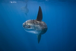 Adult oceanic sunfish (Mola mola) underwater off the west side of Isabela Island in the Adult oceanic sunfish (Mola mola) underwater off the west side of Isabela Island in the