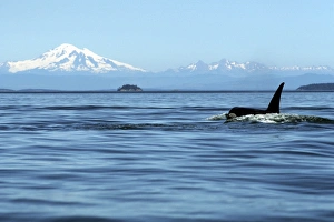 Adult Orca Bull, Orcinus Orca, surfacing in front of Mt Adult Orca Bull, Orcinus Orca, surfacing in front of Mt