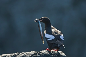 Adult pigeon guillemot (Cepphus columba) in breeding plumage with a sand lance in its Adult pigeon guillemot (Cepphus columba) in breeding plumage with a sand lance in its