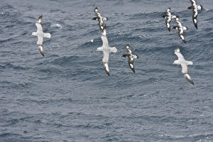 Three adult southern fulmar (Fulmarus glacialoides) on the wing among five cape petrels Three adult southern fulmar (Fulmarus glacialoides) on the wing among five cape petrels