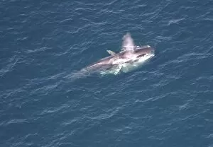 Images Dated 25th August 2004: Aerial view of Fin whale (Balaenoptera physalus) surfacing. Gulf of Maine, USA (rr)