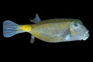 Yellow Boxfish Prints: Andre Seale / SplashdownDirect