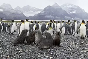 Antarctic Fur Seals Collection: Antarctic Fur Seal (Arctocephalus gazella) on the island of South Georgia, Southern Atlantic Ocean