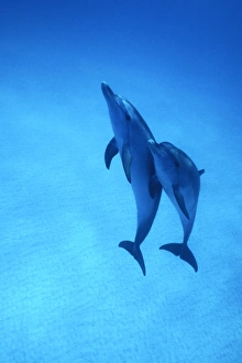 Atlantic Spotted Dolphins (Stenella frontalis) underwater on the Little Bahama Banks Atlantic Spotted Dolphins (Stenella frontalis) underwater on the Little Bahama Banks