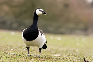 Barnacle goose (Branta leucopsis), Gloucestershire, UK Barnacle goose (Branta leucopsis), Gloucestershire, UK