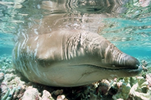 Beaked Whale stranded on coral reef during low tide (Mesoplodon sp.). Mili, Marshall Islands (N. Pacific) Beaked Whale stranded on coral reef during low tide (Mesoplodon sp.). Mili, Marshall Islands (N. Pacific)