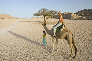 Bedouin camels in the Sinai Desert near Dahab in Egypt Bedouin camels in the Sinai Desert near Dahab in Egypt