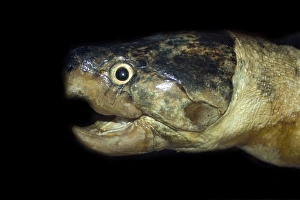 Big headed Amazon river turtle Print