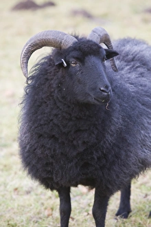 Ashley Cooper Photographer Prints: A black sheep