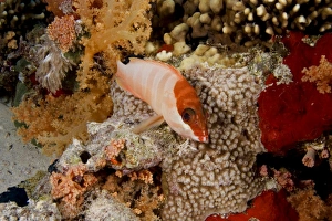 Blacktip grouper (Epinephelus fasciatus), with colourful reef background Blacktip grouper (Epinephelus fasciatus), with colourful reef background