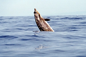 Blainvilles Beaked Whale, Mesoplodon densirostris, breaching in deep water off the Kona Blainvilles Beaked Whale, Mesoplodon densirostris, breaching in deep water off the Kona