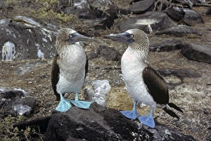 Blue-footed booby pair with different coloured feet. (Sula nebouxii). Punta Suarez, Espa''ola Island, Galapagos Blue-footed booby pair with different coloured feet. (Sula nebouxii). Punta Suarez, Espa''ola Island, Galapagos