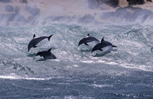 Bottlenose dolphin (Tursiops truncatus). Group surfing. South Africa Bottlenose dolphin (Tursiops truncatus). Group surfing. South Africa