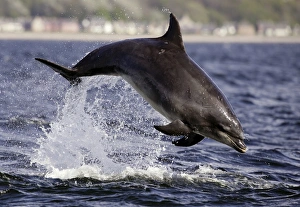 Bottlenose Dolphin (Tursiops truncatus) breaching in front of the camera at Chanonry Bottlenose Dolphin (Tursiops truncatus) breaching in front of the camera at Chanonry
