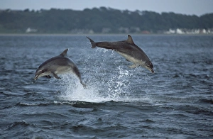 Bottlenose dolphin (Tursiops truncatus truncatus) - two leaping clear of the water together. Moray Firth, Scotland Bottlenose dolphin (Tursiops truncatus truncatus) - two leaping clear of the water together. Moray Firth, Scotland