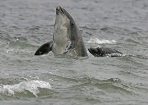 Bottlenose dolphin (Tursiops truncatus truncatus) spy hopping with half of its body clear Bottlenose dolphin (Tursiops truncatus truncatus) spy hopping with half of its body clear