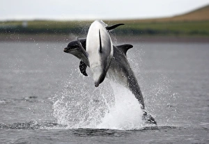 Two Bottlenose dolphins (Tursiops truncatus) breaching together in the Moray Firth, Scotland Two Bottlenose dolphins (Tursiops truncatus) breaching together in the Moray Firth, Scotland