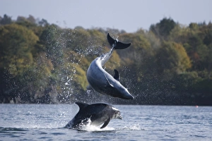 Bottlenose dolphins (Tursiops truncatus) in Tobermory Bay - home of Balamory TV show Bottlenose dolphins (Tursiops truncatus) in Tobermory Bay - home of Balamory TV show