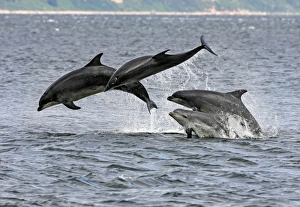 Four Bottlenose dolphins (Tursiops truncatus) in the Moray Firth socialising by breaching Four Bottlenose dolphins (Tursiops truncatus) in the Moray Firth socialising by breaching