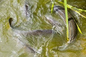 Ashley Cooper Photography Prints: Carp in a pond