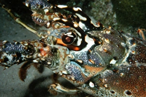 Carribean spiny lobster, Panullirus argus, Looe Key, Key Largo, Florida (South Atlantic) Carribean spiny lobster, Panullirus argus, Looe Key, Key Largo, Florida (South Atlantic)